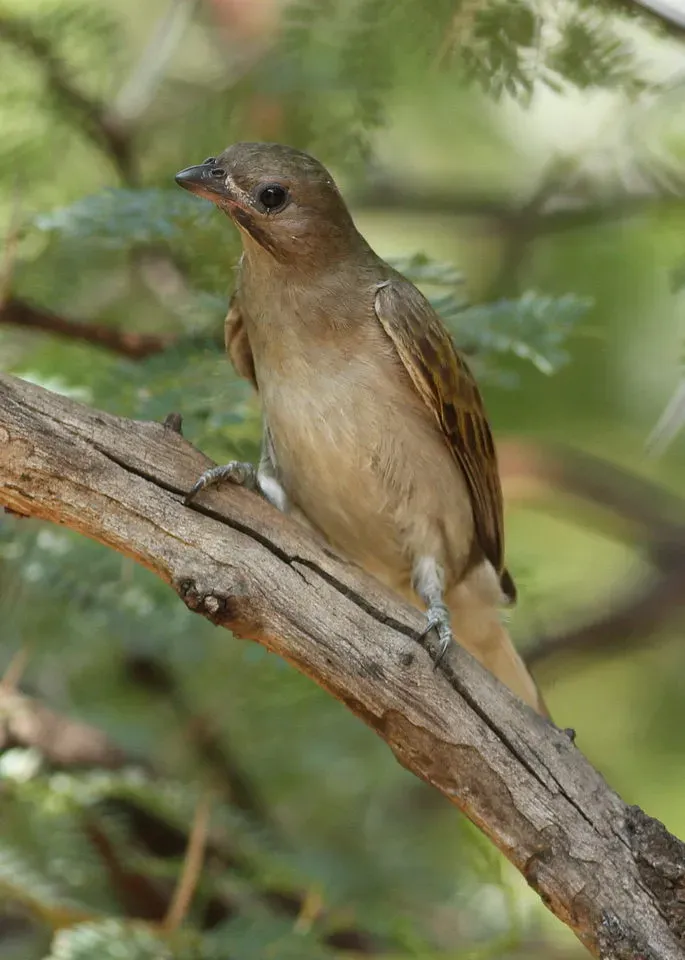 File:Lesser honeyguide, Indicator minor, at Pilanesberg National Park, South Africa (15809562609).jpg