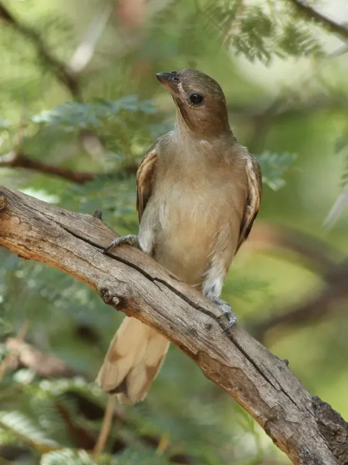 File:Lesser honeyguide, Indicator minor, at Pilanesberg National Park, South Africa (15809821817).jpg