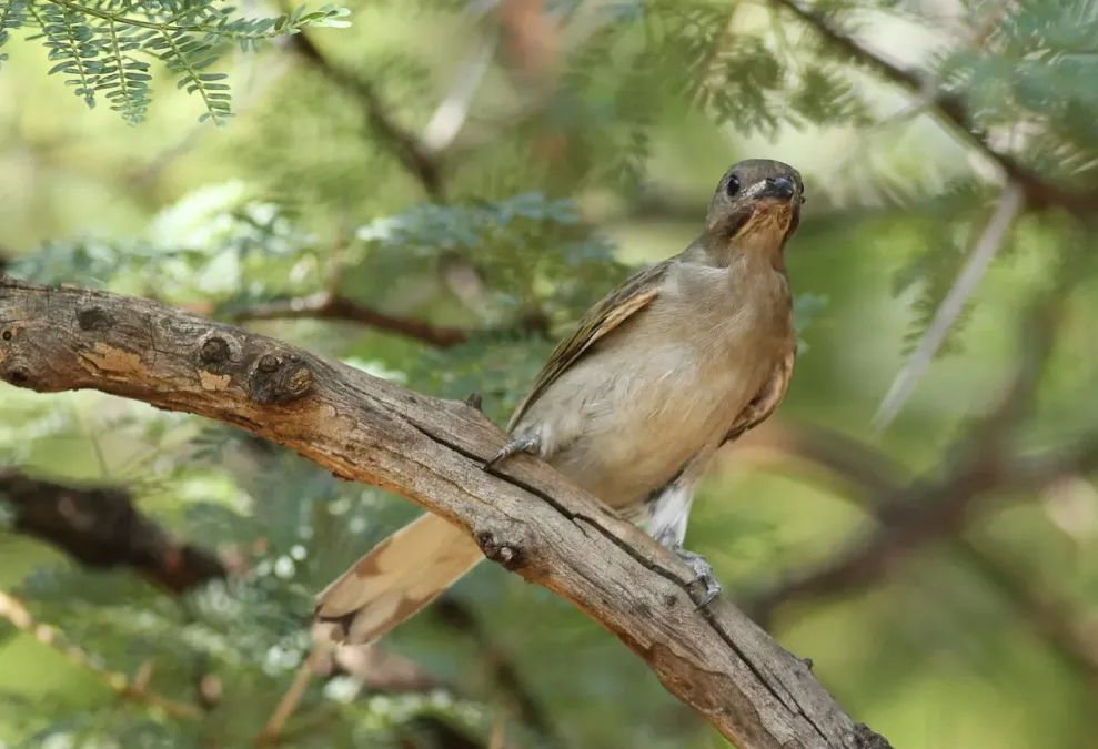 File:Lesser honeyguide, Indicator minor, at Pilanesberg National Park, South Africa (15994876502).jpg
