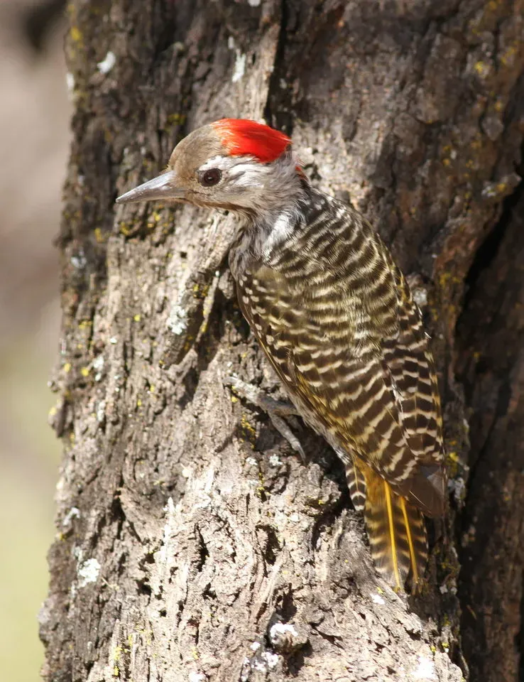 File:Cardinal Woodpecker - MALE, Dendropicos fuscescens at Pilanesberg National Park, Northwest Province, South Africa (14905292909).jpg