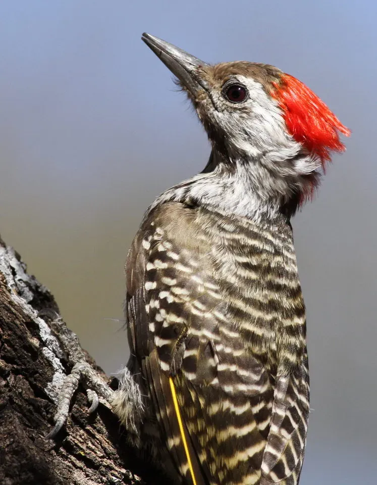 File:Cardinal Woodpecker - MALE, Dendropicos fuscescens at Pilanesberg National Park, Northwest Province, South Africa (15091611592).jpg