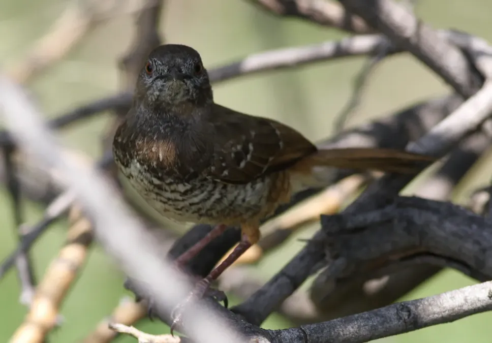 File:Barred wren-warbler, Calamonastes fasciolatus, at Pilanesberg National Park, Northwest Province, South Africa (16804648318).jpg