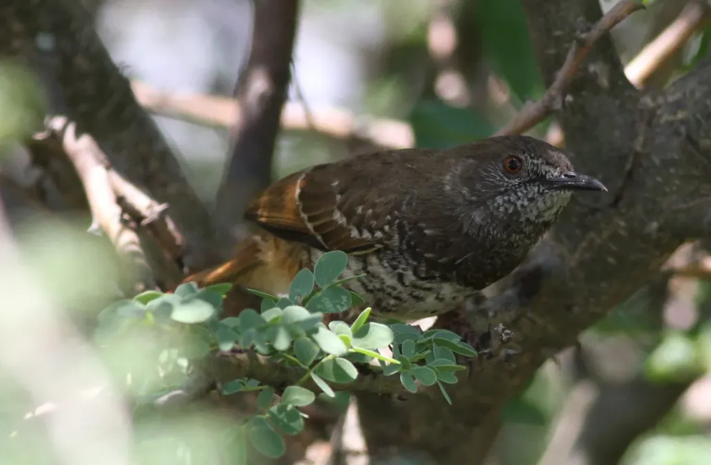 File:Barred wren-warbler, Calamonastes fasciolatus, at Pilanesberg National Park, Northwest Province, South Africa (16784978727).jpg