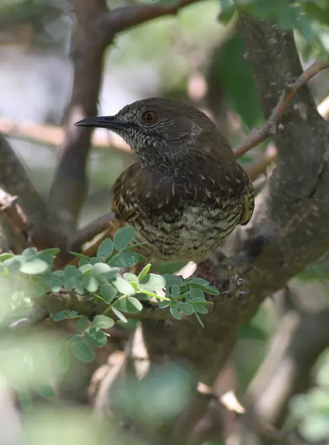 File:Barred wren-warbler, Calamonastes fasciolatus, at Pilanesberg National Park, Northwest Province, South Africa (16966402306).jpg