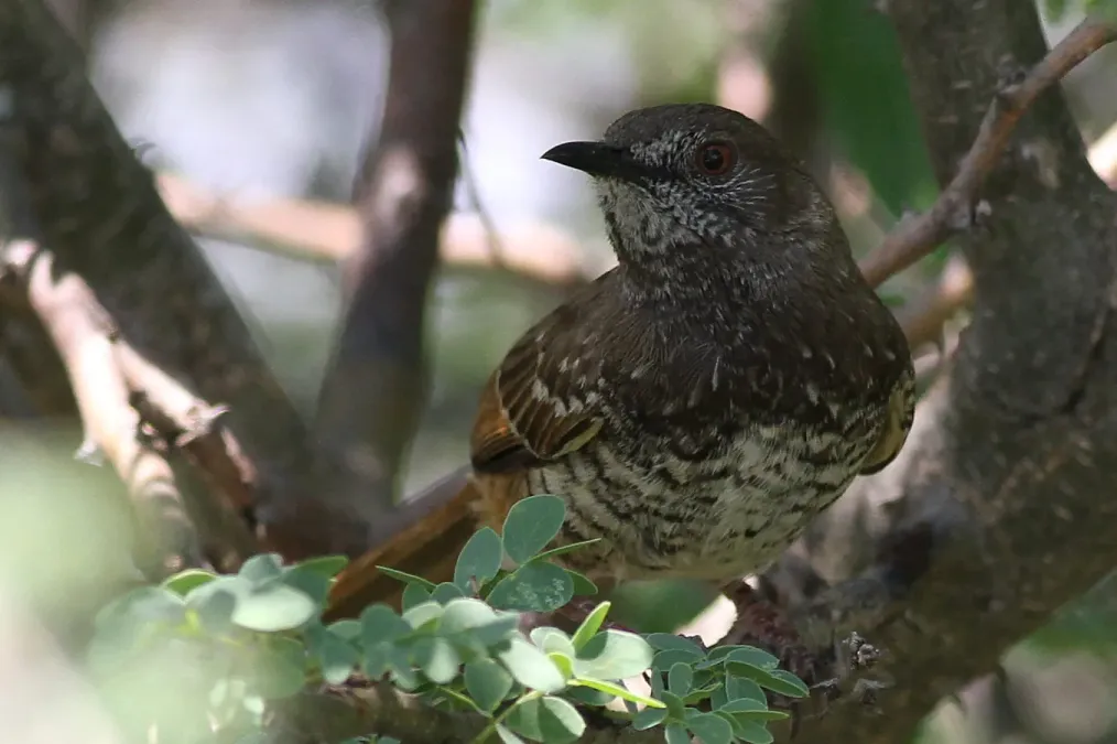 File:Barred wren-warbler, Calamonastes fasciolatus, at Pilanesberg National Park, Northwest Province, South Africa (16372264263).jpg