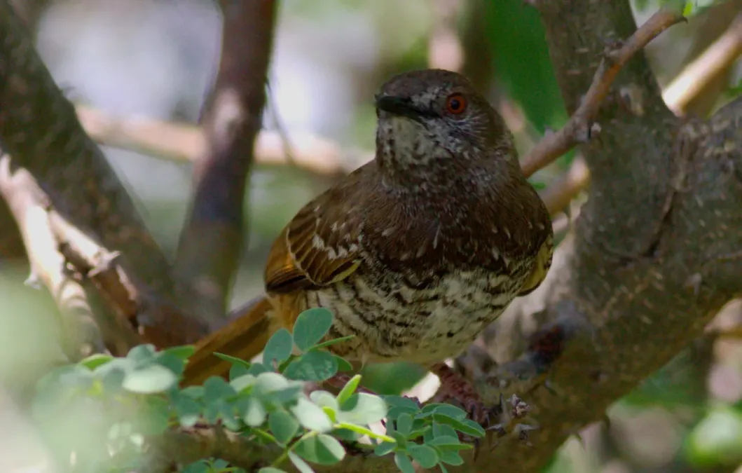 File:Barred wren-warbler, Calamonastes fasciolatus, at Pilanesberg National Park, Northwest Province, South Africa (16991461161).jpg