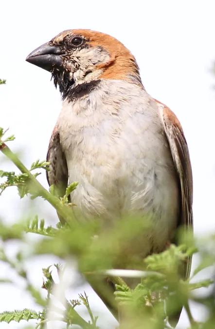 File:Great Sparrow Passer motitensis at Pilanesberg National Park, Northwest Province, South Africa (17344393486).jpg