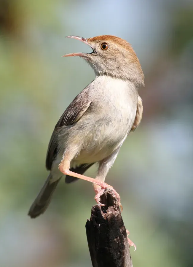 File:Neddicky, or piping cisticola, Cisticola fulvicapilla at Pilanesberg National Park, Northwest Province, South Africa (17266691538).jpg