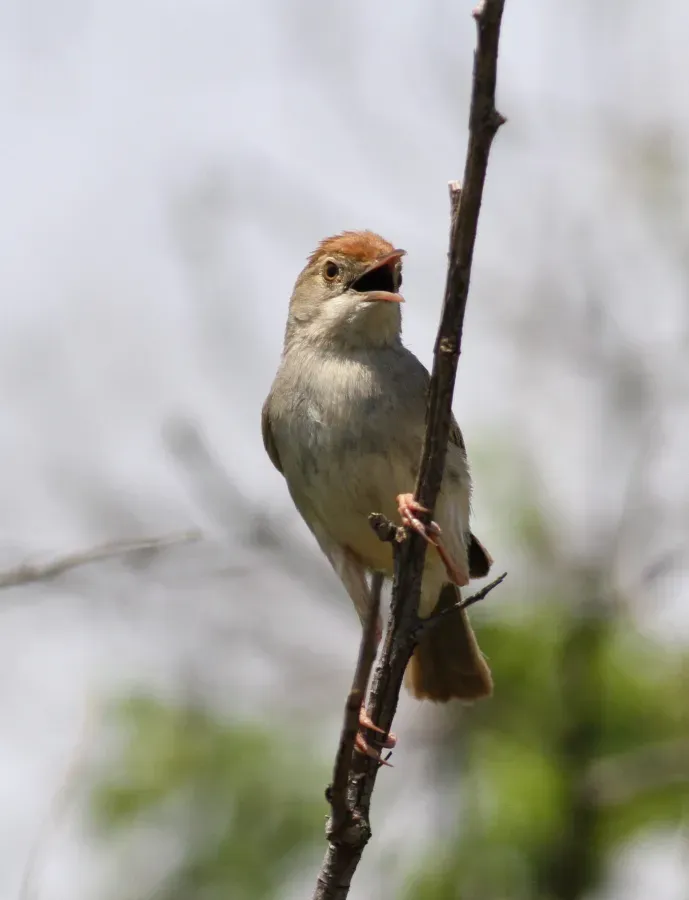 File:Neddicky, or piping cisticola, Cisticola fulvicapilla at Pilanesberg National Park, Northwest Province, South Africa (17266828780).jpg