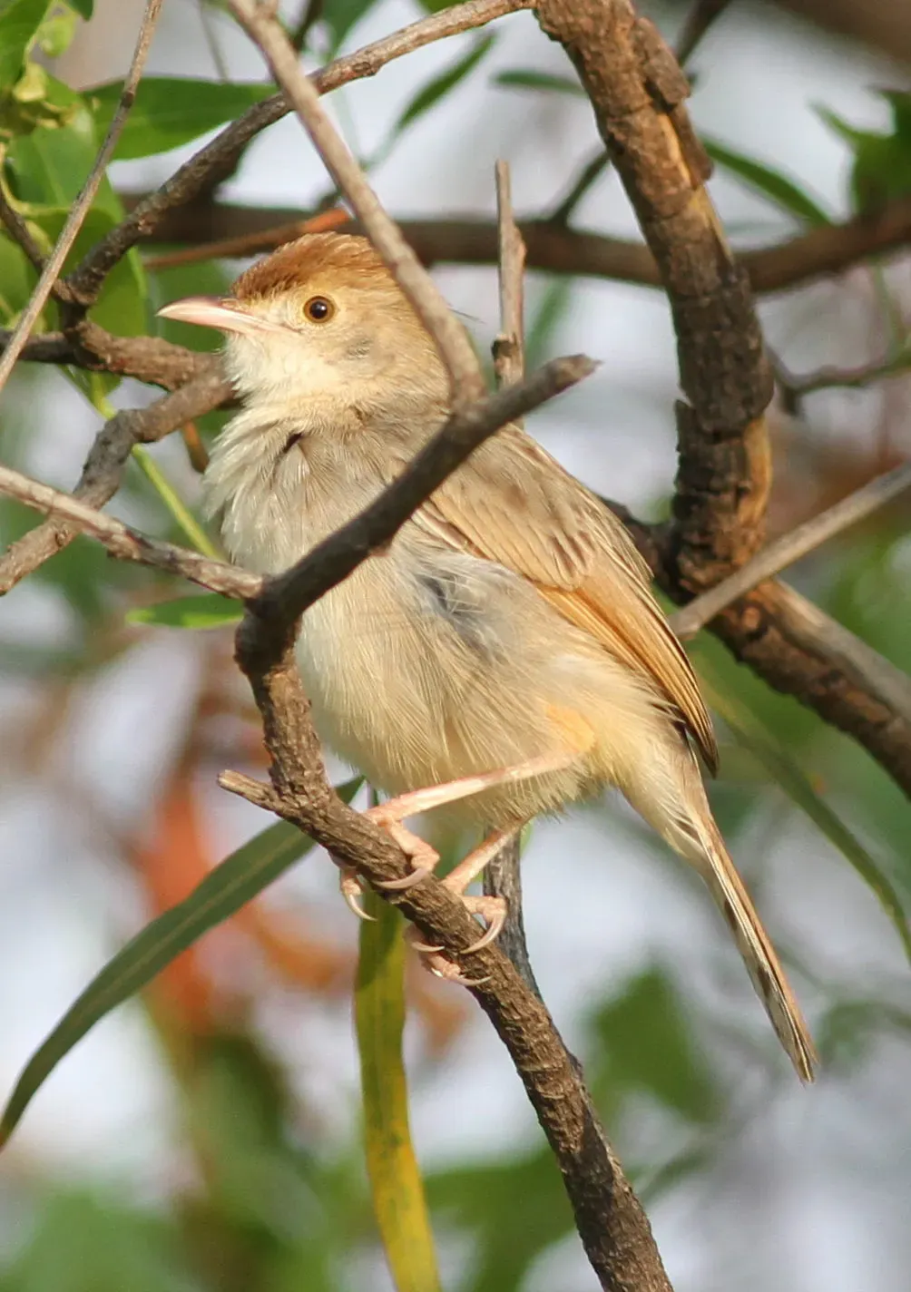 File:Neddicky, or piping cisticola, Cisticola fulvicapilla at Pilanesberg National Park, Northwest Province, South Africa (17428407356).jpg