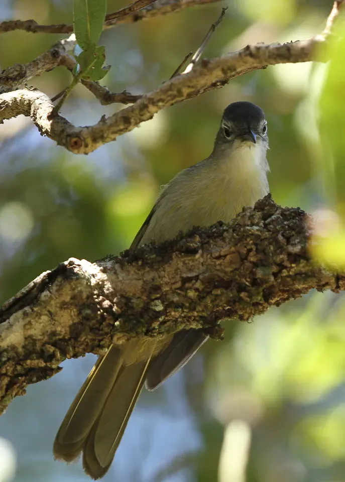 File:Yellow-streaked Greenbul (or Yellow-streaked Bulbul), Phyllastrephus flavostriatus at Agatha Plantation, Tzaneen, South Africa (14514856499).jpg