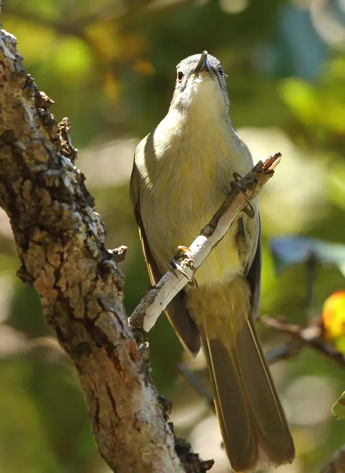 File:Yellow-streaked Greenbul (or Yellow-streaked Bulbul), Phyllastrephus flavostriatus at Agatha Plantation, Tzaneen, South Africa (14514856808).jpg