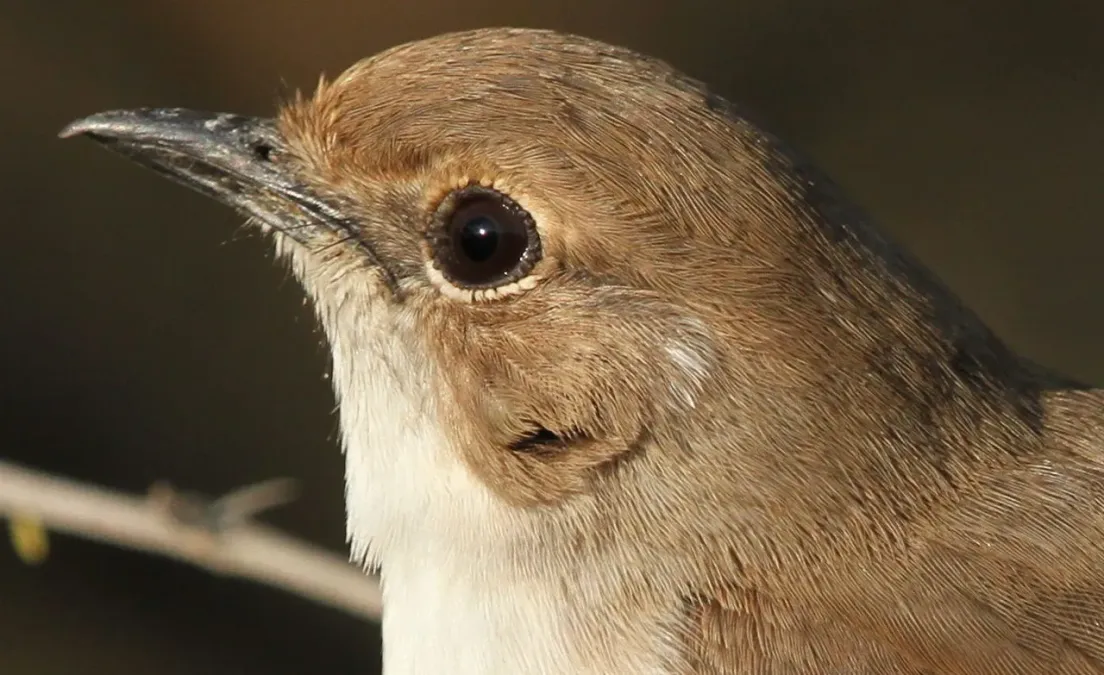 File:Marico flycatcher, Bradornis mariquensis at Polokwane Nature Reserve, Polokwane, Limpopo, South Africa (14492179718).jpg