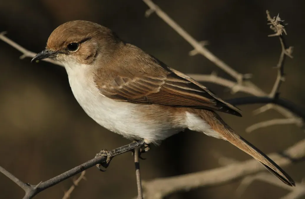 File:Marico flycatcher, Bradornis mariquensis at Polokwane Nature Reserve, Polokwane, Limpopo, South Africa (14675628061).jpg