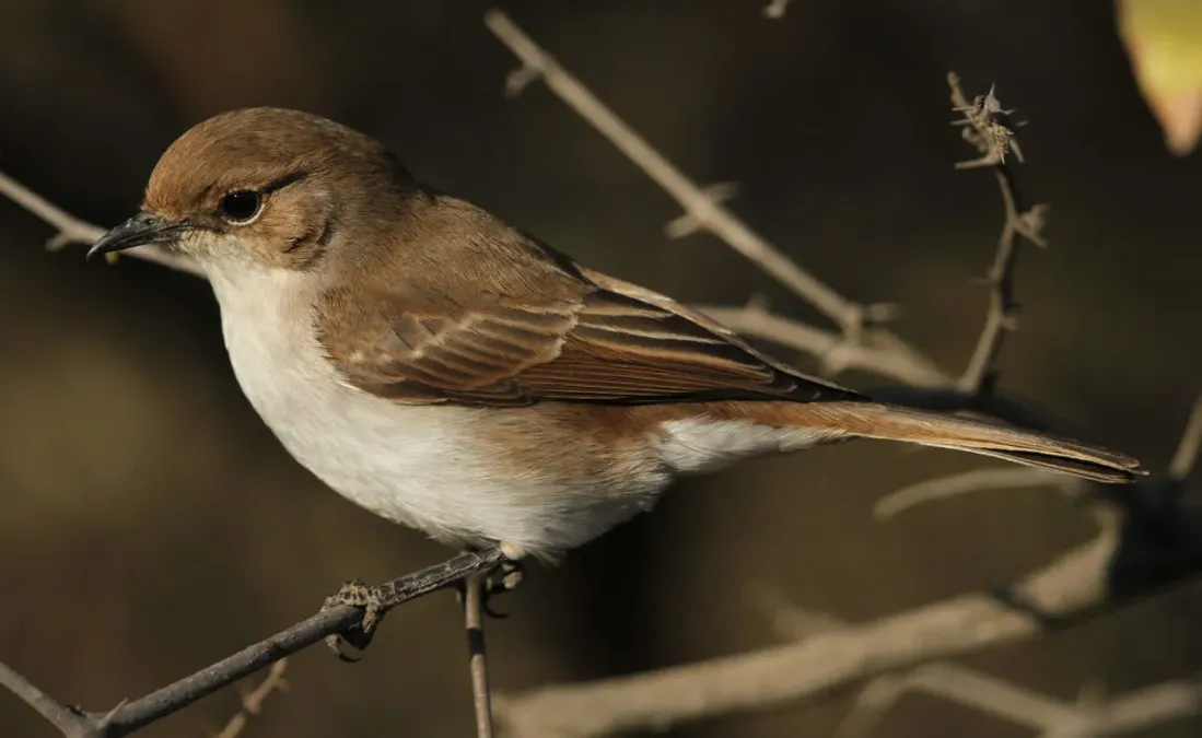 File:Marico flycatcher, Bradornis mariquensis at Polokwane Nature Reserve, Polokwane, Limpopo, South Africa (14655819696).jpg