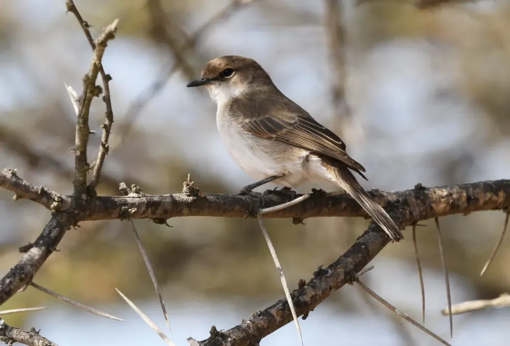 File:Marico flycatcher, Bradornis mariquensis at Polokwane Nature Reserve, Polokwane, Limpopo, South Africa (14492368187).jpg