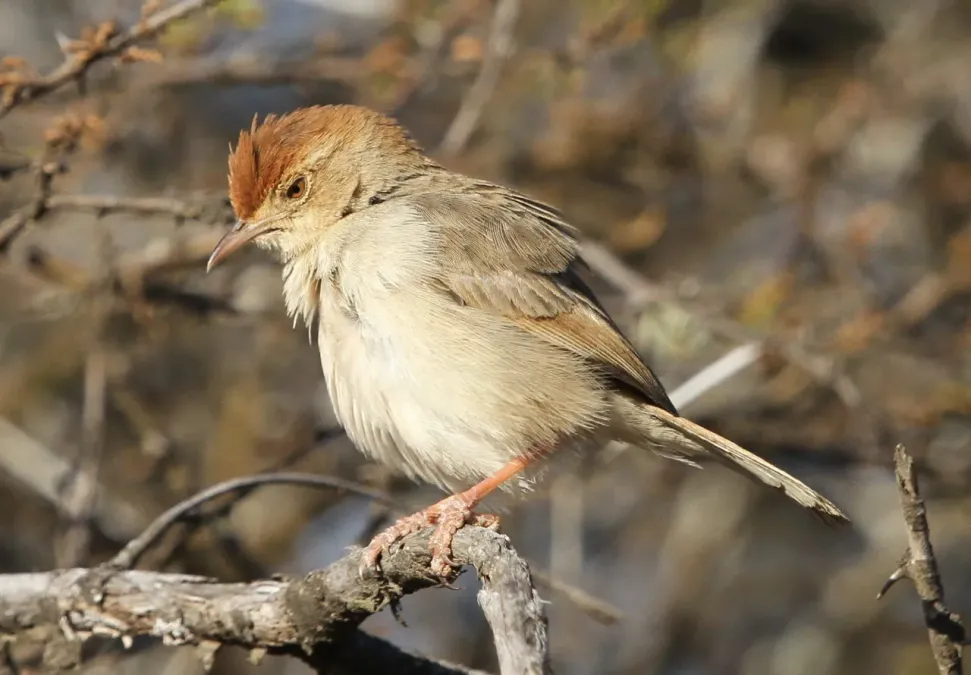 File:Neddicky, or Piping Cisticola, Cisticola fulvicapilla at Polokwane Nature Reserve, Polokwane, Limpopo, South Africa (14683001094).jpg