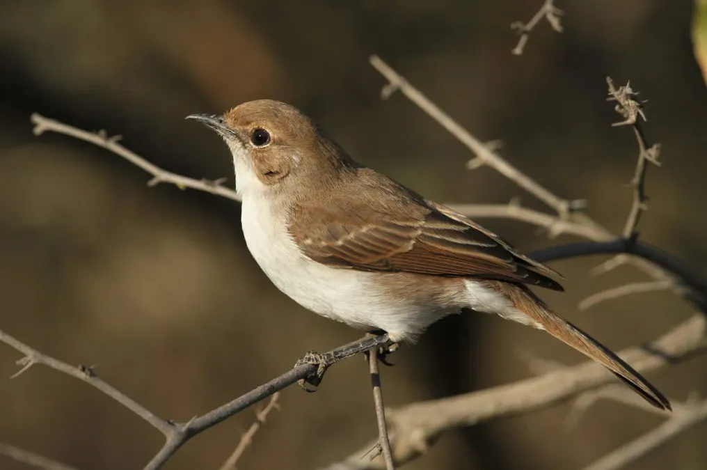 File:Marico flycatcher, Bradornis mariquensis at Polokwane Nature Reserve, Polokwane, Limpopo, South Africa (14678821965).jpg