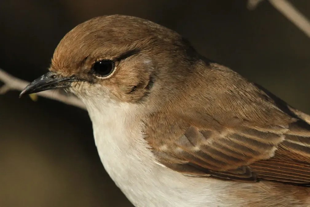 File:Marico flycatcher, Bradornis mariquensis at Polokwane Nature Reserve, Polokwane, Limpopo, South Africa (14678516452).jpg