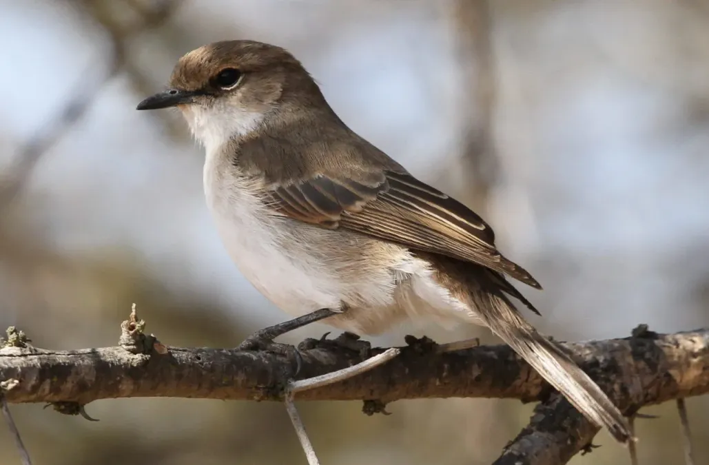 File:Marico flycatcher, Bradornis mariquensis at Polokwane Nature Reserve, Polokwane, Limpopo, South Africa (14678516682).jpg