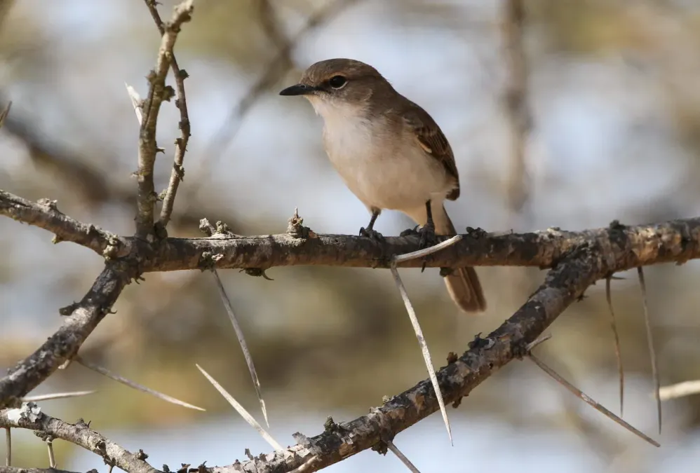 File:Marico flycatcher, Bradornis mariquensis at Polokwane Nature Reserve, Polokwane, Limpopo, South Africa (14655820516).jpg
