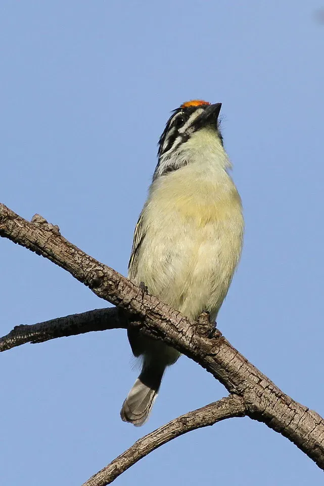 File:Yellow-fronted tinkerbird, Pogoniulus chrysoconus, at Walter Sisulu National Botanical Garden, South Africa (15819113978).jpg