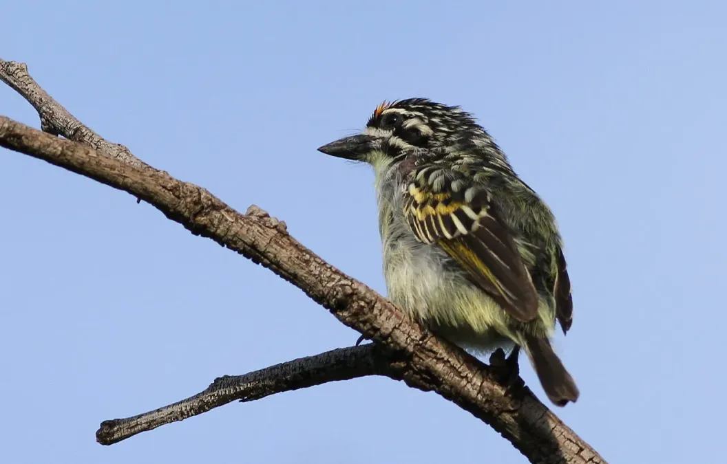 File:Yellow-fronted tinkerbird, Pogoniulus chrysoconus, at Walter Sisulu National Botanical Garden, South Africa (15980738006).jpg