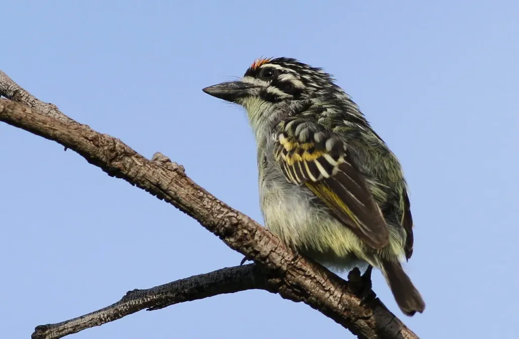 File:Yellow-fronted tinkerbird, Pogoniulus chrysoconus, at Walter Sisulu National Botanical Garden, South Africa (16004549671).jpg