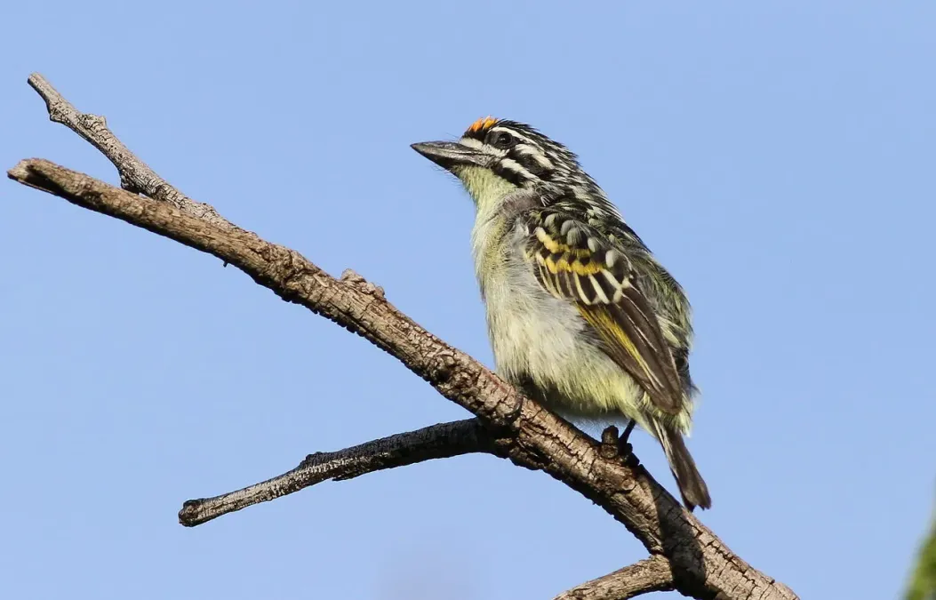 File:Yellow-fronted tinkerbird, Pogoniulus chrysoconus, at Walter Sisulu National Botanical Garden, South Africa (15820758537).jpg