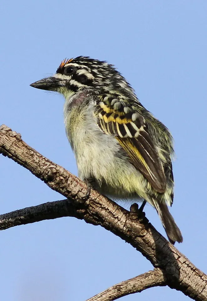 File:Yellow-fronted tinkerbird, Pogoniulus chrysoconus, at Walter Sisulu National Botanical Garden, South Africa (15386886533).jpg