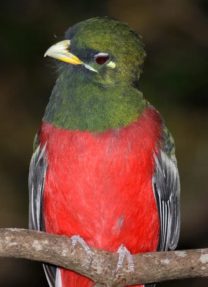 File:Narina Trogon, Apaloderma narina MALE at Lekgalameetse Provincial Reserve, Limpopo, South Africa (14654437772).jpg