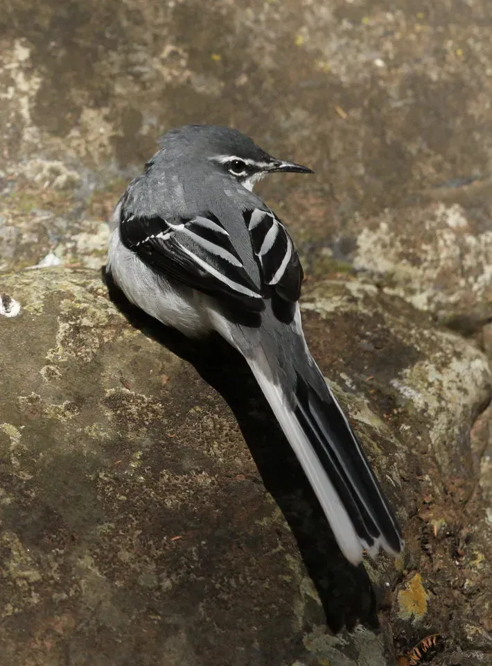 File:Mountain wagtail (or Long-tailed Wagtail), Motacilla clara at Lekgalameetse Nature Reserve, Limpopo, South Africa (14582749109).jpg