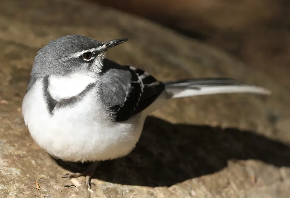 File:Mountain wagtail (or Long-tailed Wagtail), Motacilla clara at Lekgalameetse Nature Reserve, Limpopo, South Africa (14766218411).jpg
