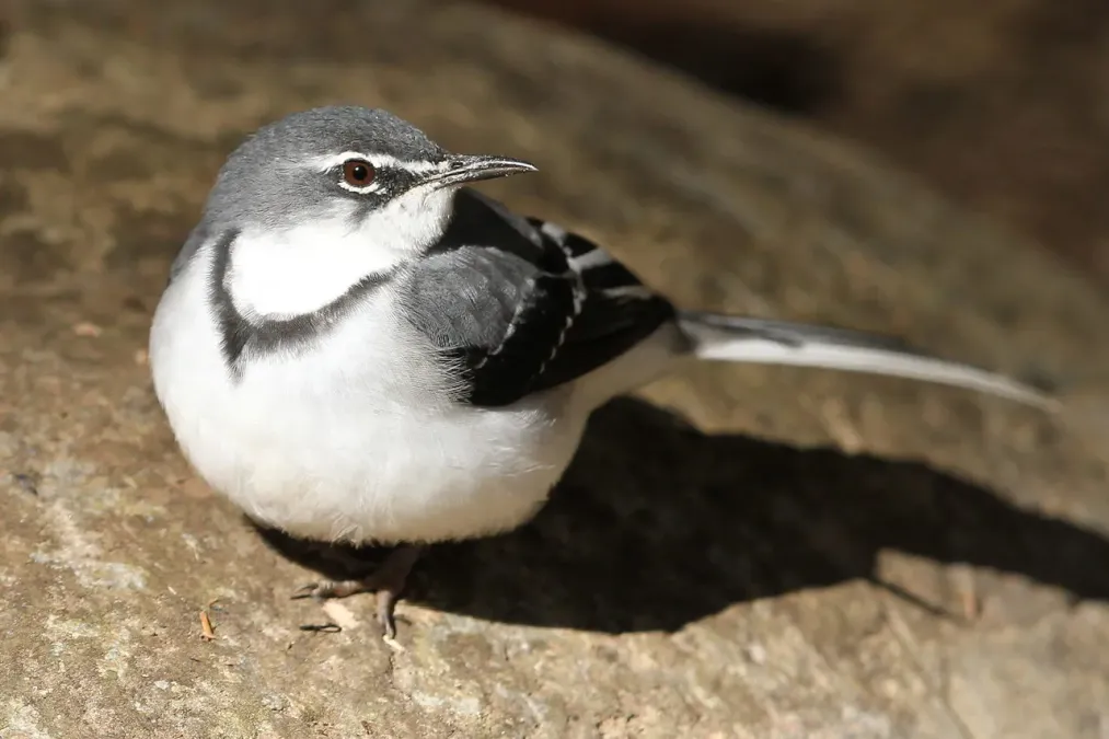 File:Mountain wagtail (or Long-tailed Wagtail), Motacilla clara at Lekgalameetse Nature Reserve, Limpopo, South Africa (14582675130).jpg