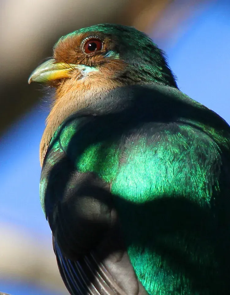 File:Narina Trogon, Apaloderma narina FEMALE at Lekgalameetse Provincial Reserve, Limpopo, South Africa (14474303220).jpg
