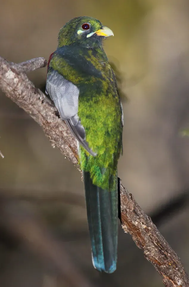 File:Narina Trogon, Apaloderma narina MALE at Lekgalameetse Provincial Reserve, Limpopo, South Africa (14651588761).jpg