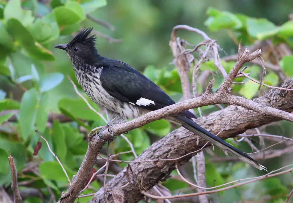 File:Levaillant's Cuckoo, or African Striped Cuckoo, Clamator levaillantii, at Shingwedzi, Kruger Park (14523333351).jpg