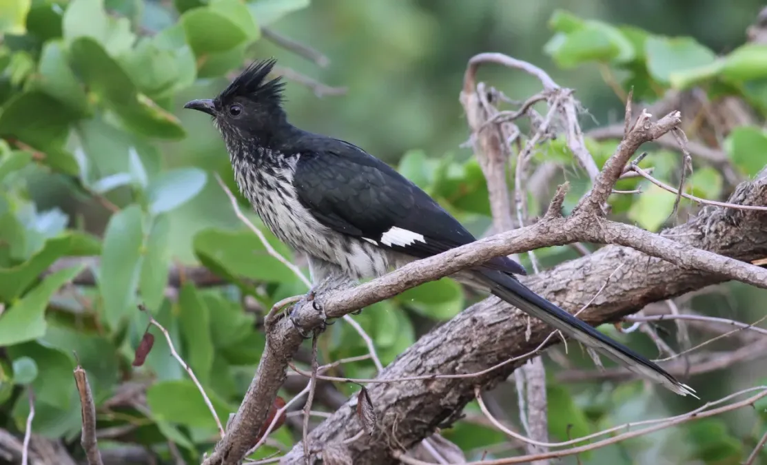 File:Levaillant's Cuckoo, or African Striped Cuckoo, Clamator levaillantii, at Shingwedzi, Kruger Park (14340146058).jpg