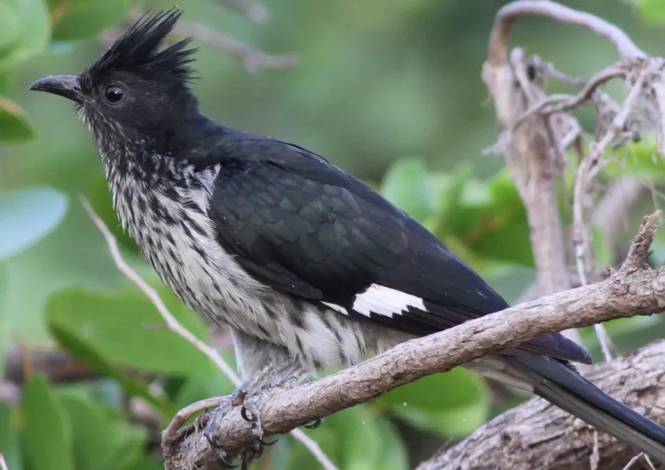File:Levaillant's Cuckoo, or African Striped Cuckoo, Clamator levaillantii, at Shingwedzi, Kruger Park (14525273524).jpg