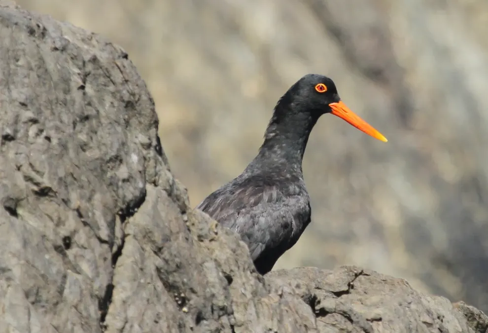 File:African Oystercatcher or African Black Oystercatcher, Haematopus moquini (13171227053).jpg
