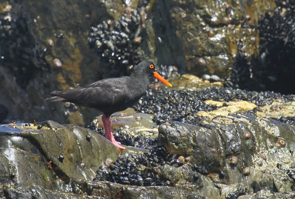 File:African Oystercatcher or African Black Oystercatcher, Haematopus moquini (13171415804).jpg
