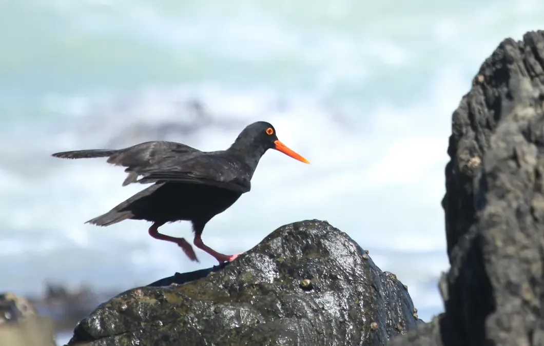 File:African Oystercatcher or African Black Oystercatcher, Haematopus moquini (13171239663).jpg