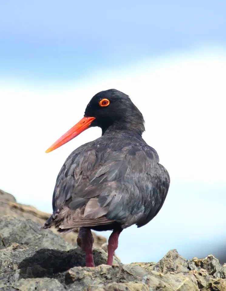 File:African Oystercatcher or African Black Oystercatcher, Haematopus moquini (13171497594).jpg