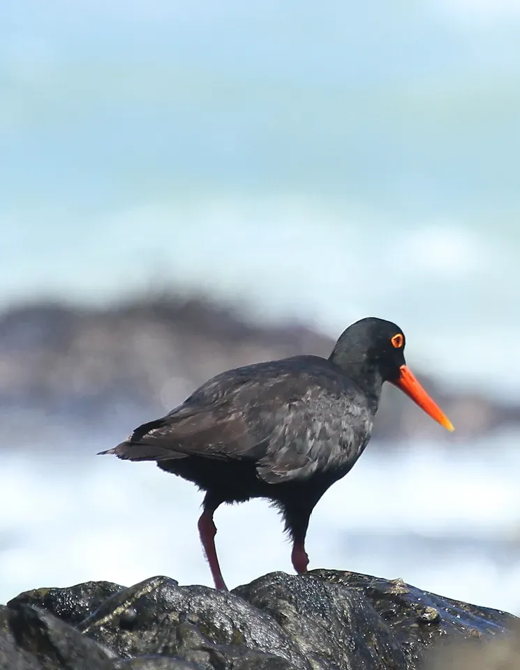 File:African Oystercatcher or African Black Oystercatcher, Haematopus moquini (13171232573).jpg