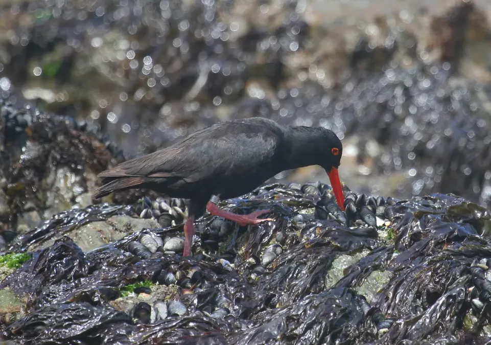 File:African Oystercatcher or African Black Oystercatcher, Haematopus moquini (13171506544).jpg