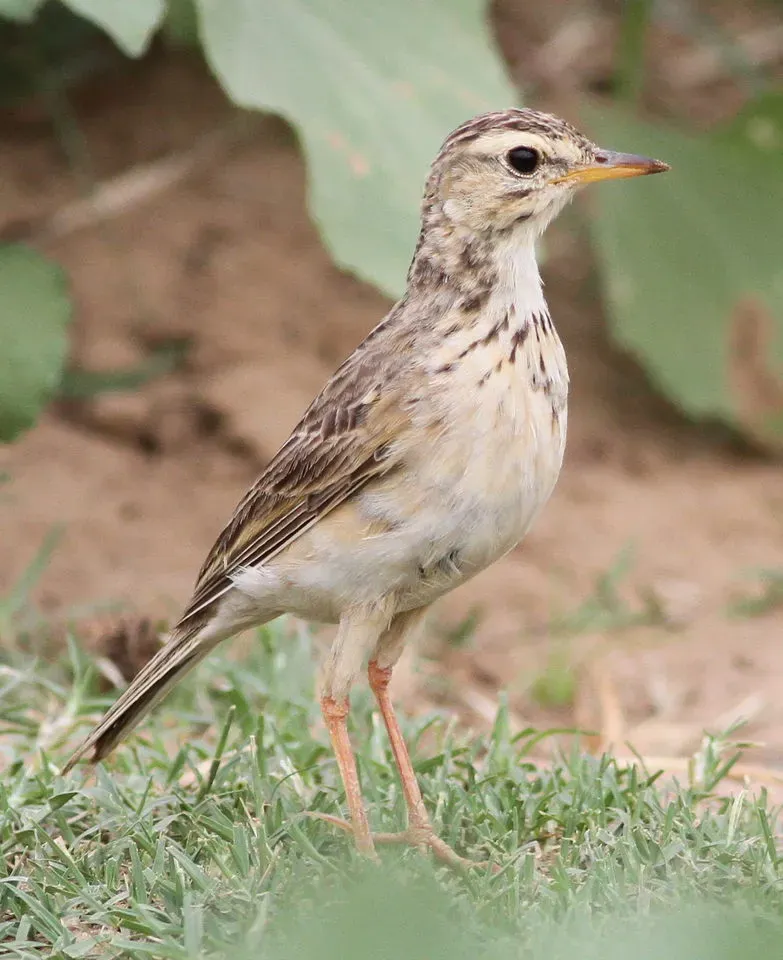 File:African Pipit, Anthus cinnamomeus (I presume) (12388148433).jpg