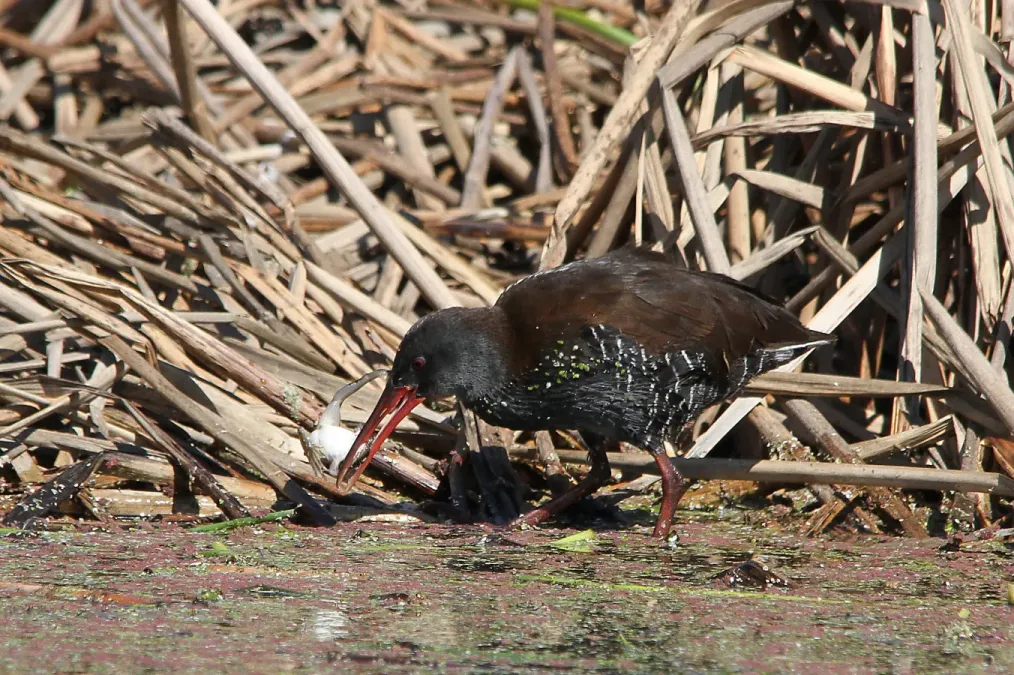 File:African Rail, Rallus caerulescens at Marievale Nature Reserve, Gauteng, South Africa (21257008141).jpg