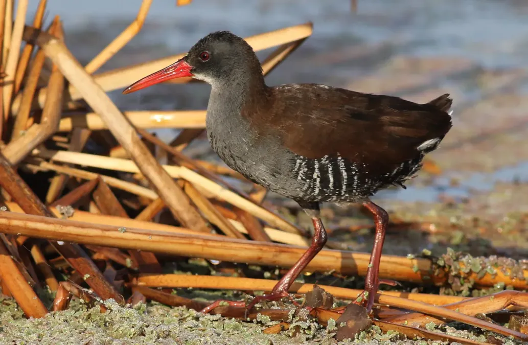 File:African Rail, Rallus caerulescens at Marievale Nature Reserve, Gauteng, South Africa (21257142271).jpg