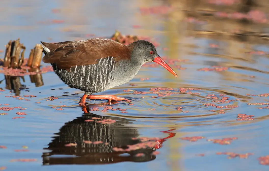 File:African Rail, Rallus caerulescens at Marievale Nature Reserve, Gauteng, South Africa (21238477022).jpg