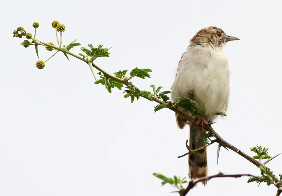 File:Rattling Cisticola, Cisticola chiniana, at Kruger National Park, South Africa (13828149403).jpg